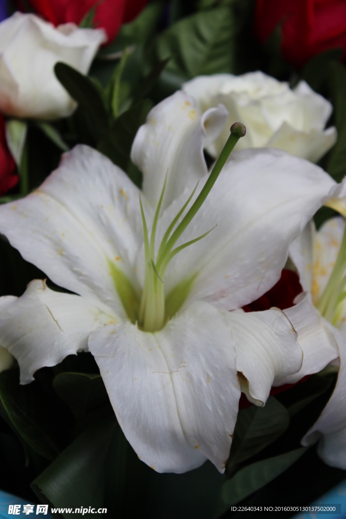 百合花