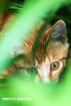 小猫