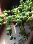 佛珠吊兰
