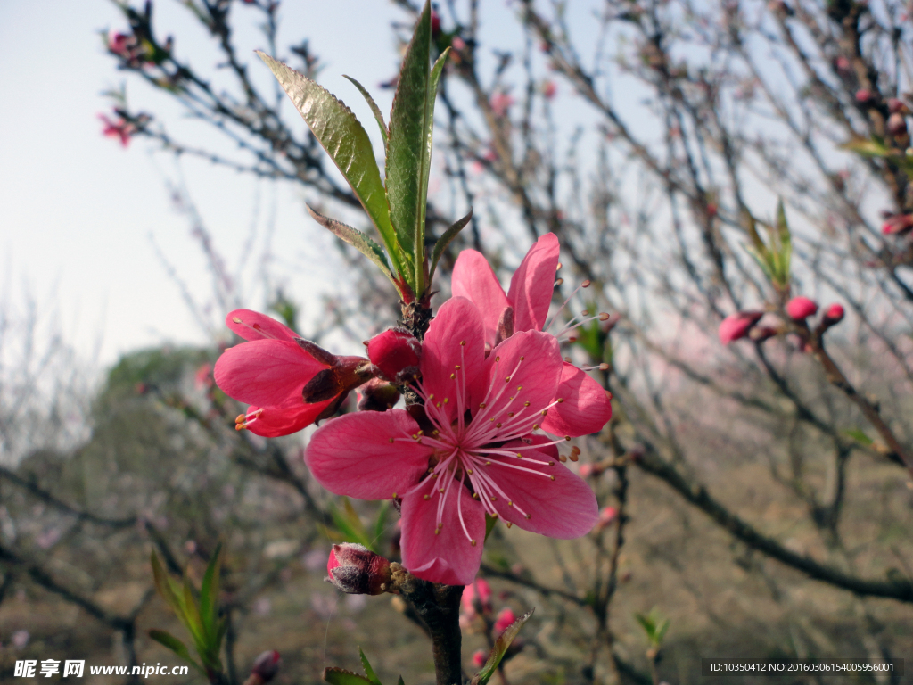 桃花