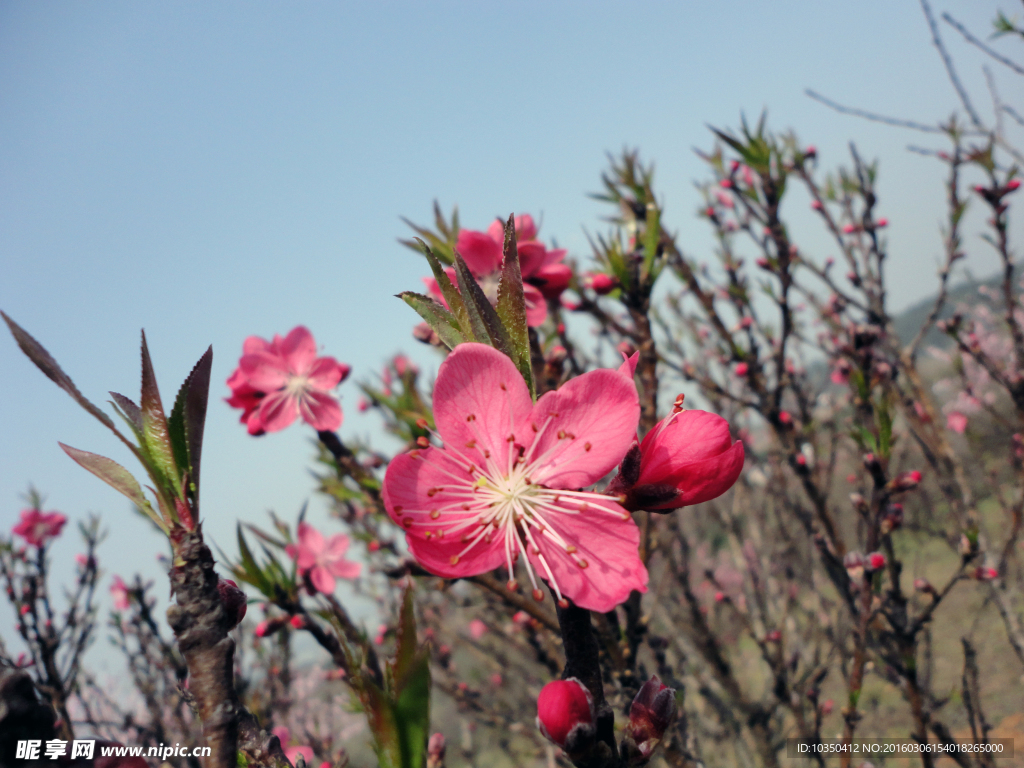 桃花