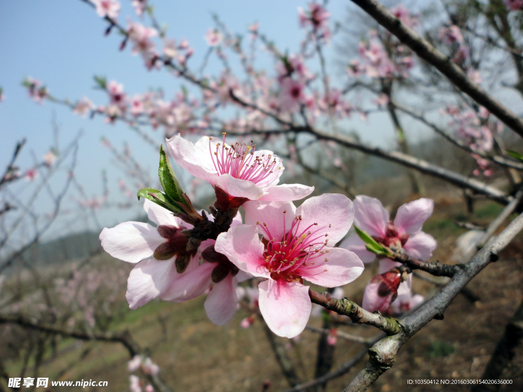 桃花