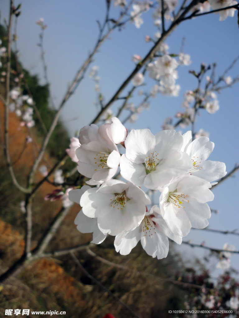 桃花