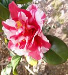 双色茶花