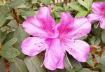 花中西施