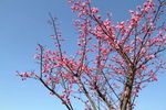 梅花树