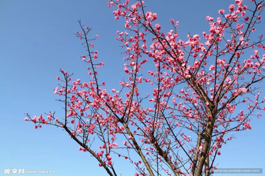梅花树