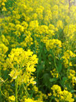 油菜花