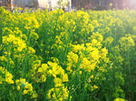 油菜花