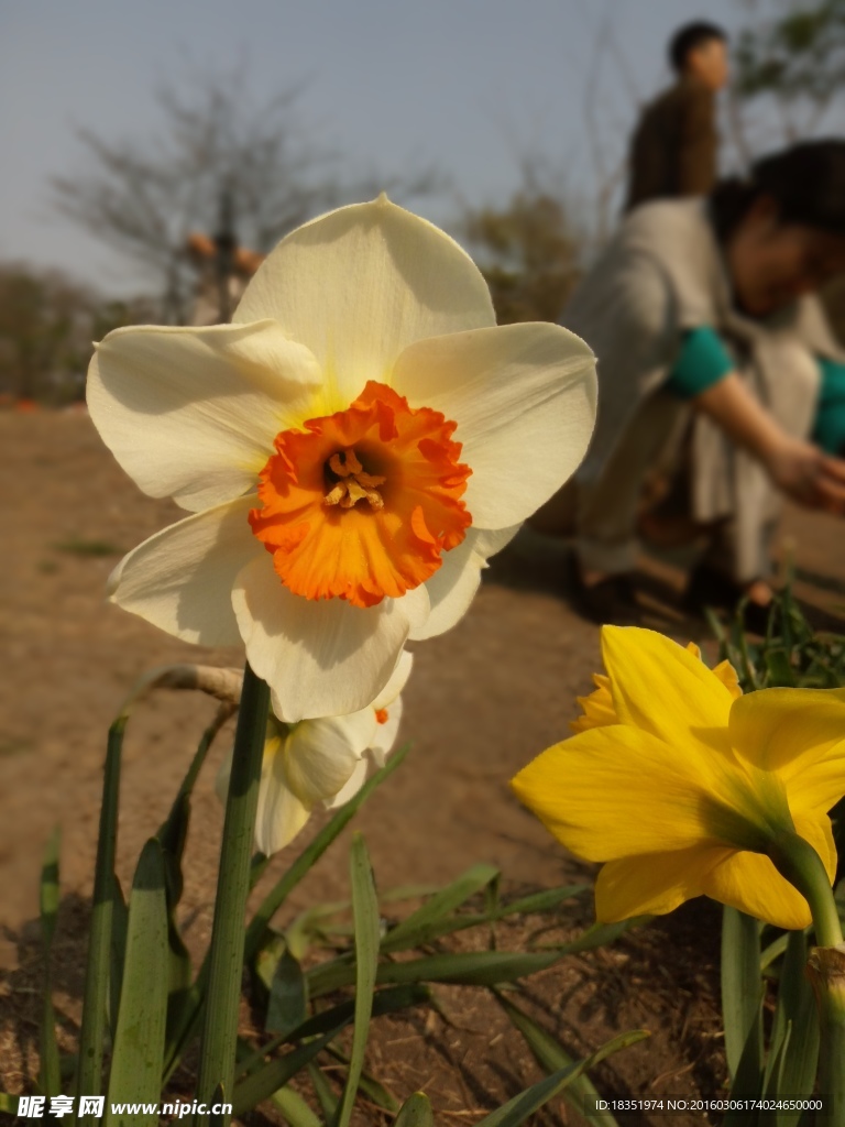 水仙花