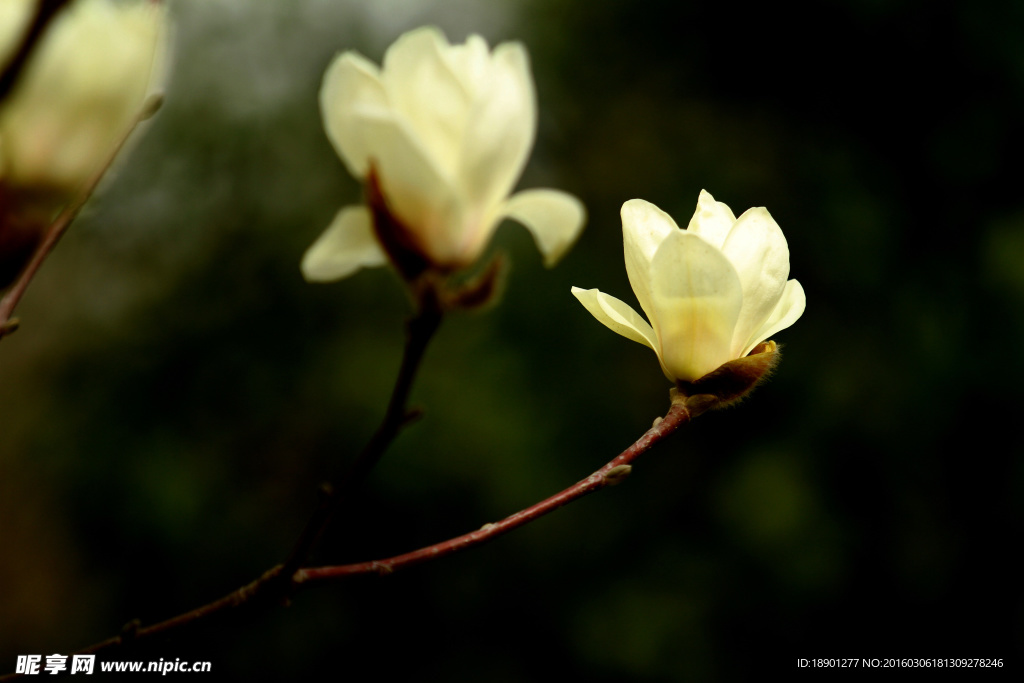 玉兰花