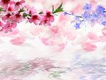 水中花倒影