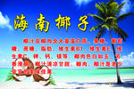 海南椰子