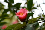 山茶花