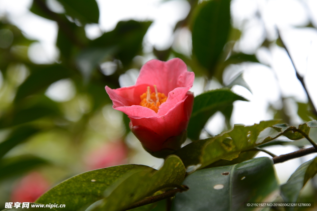 山茶花