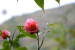 山茶花