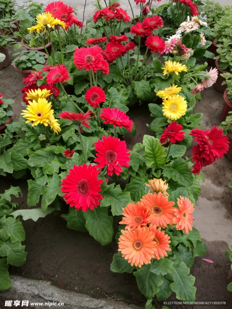 菊花