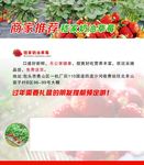 草莓宣传