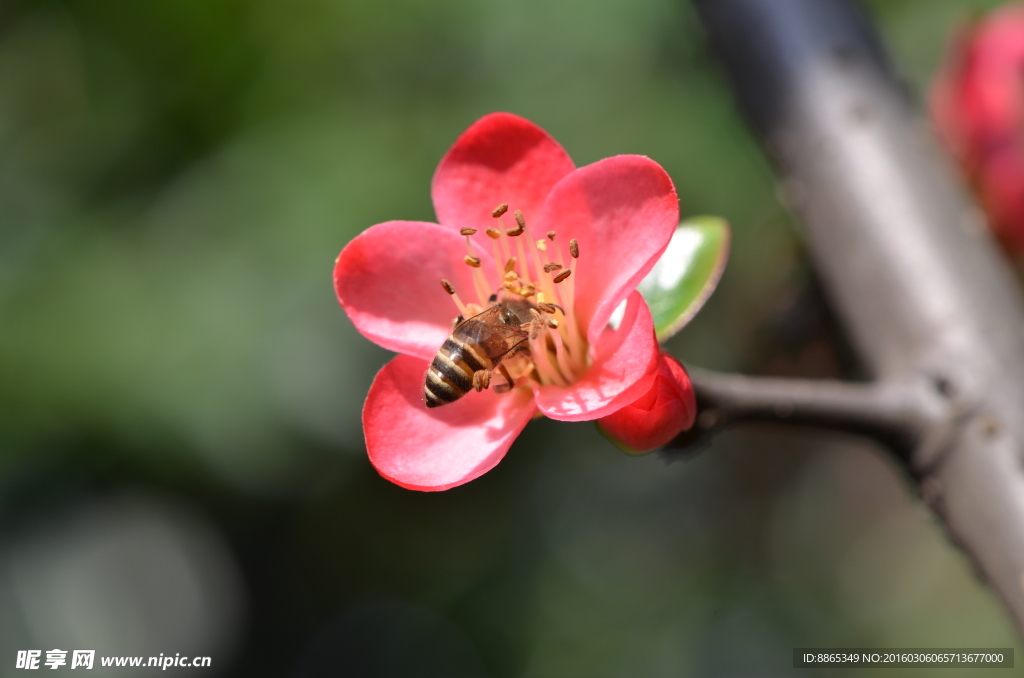 采花蜂