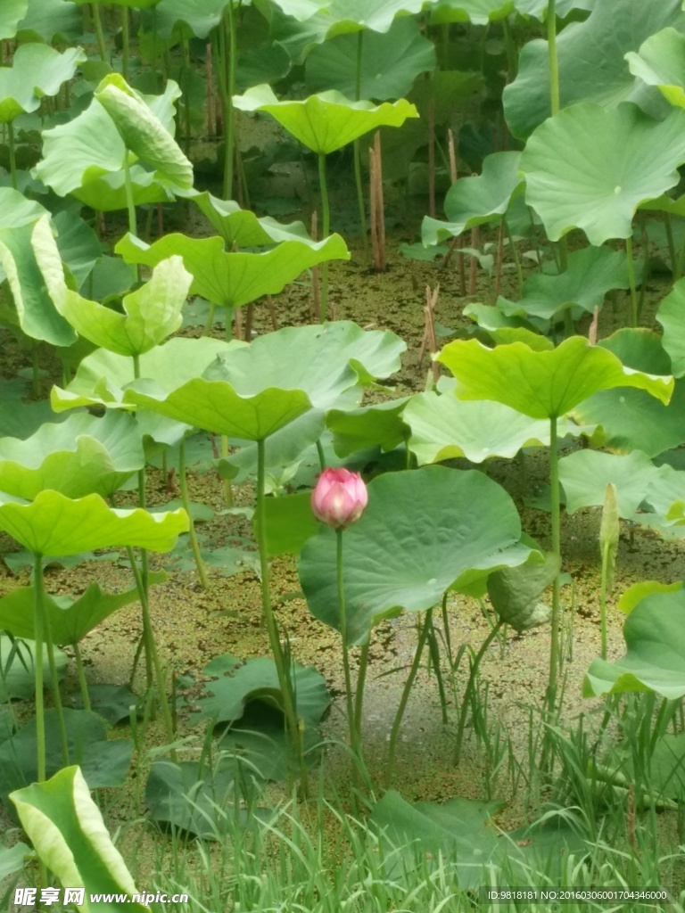 昆明翠湖