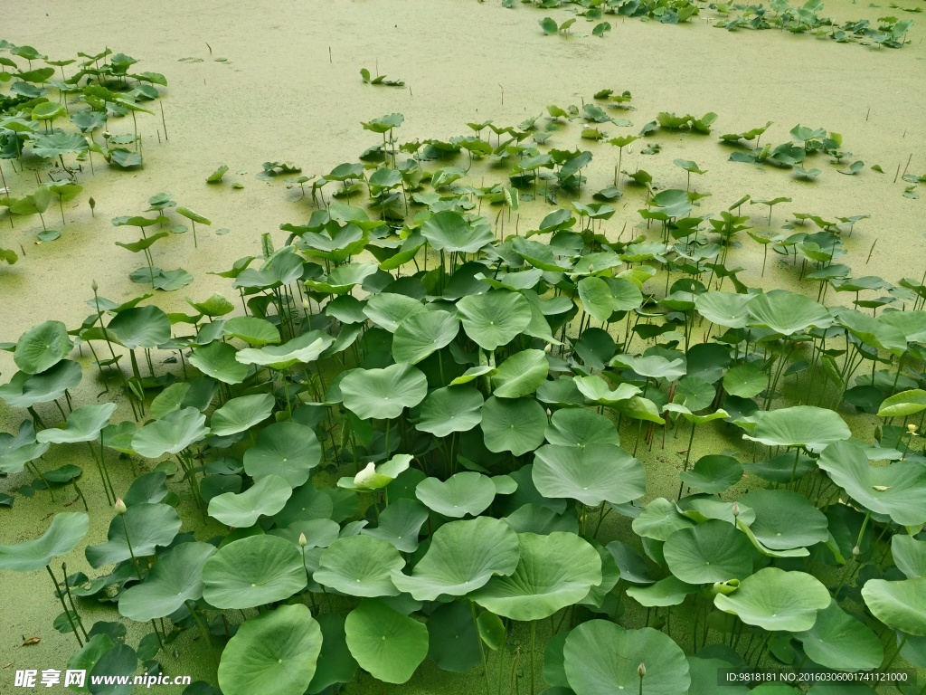 昆明翠湖