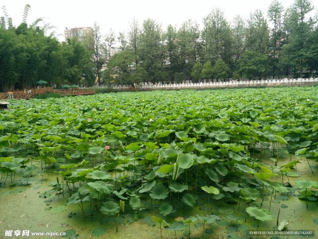 昆明翠湖