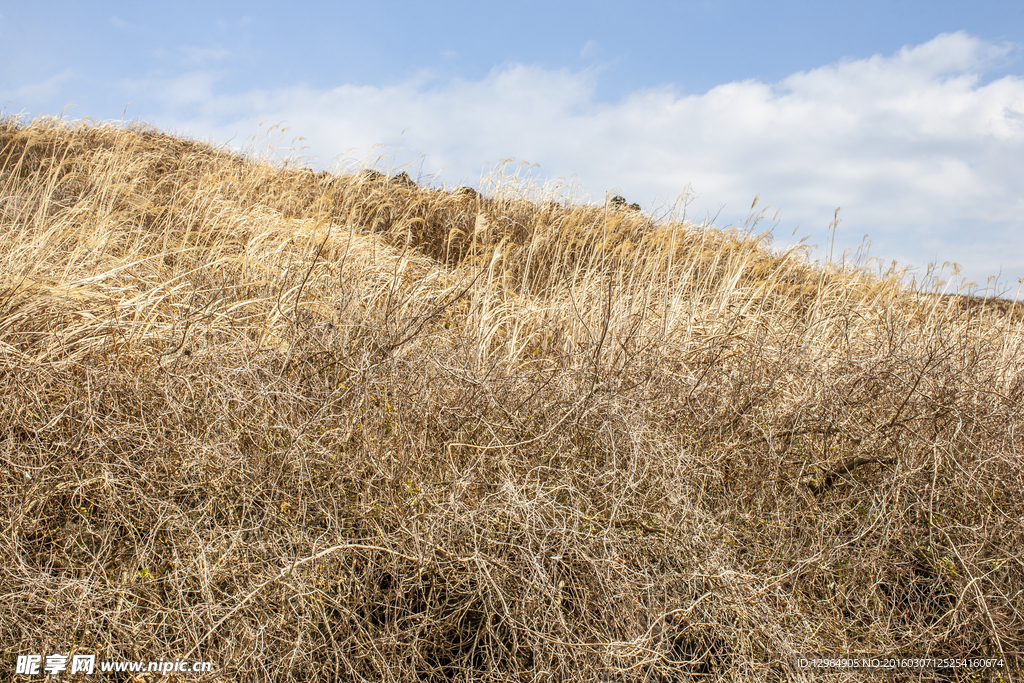 济州岛涉地可支小山坡