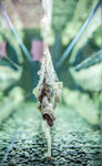 景区鱼干标本