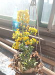 白菜花