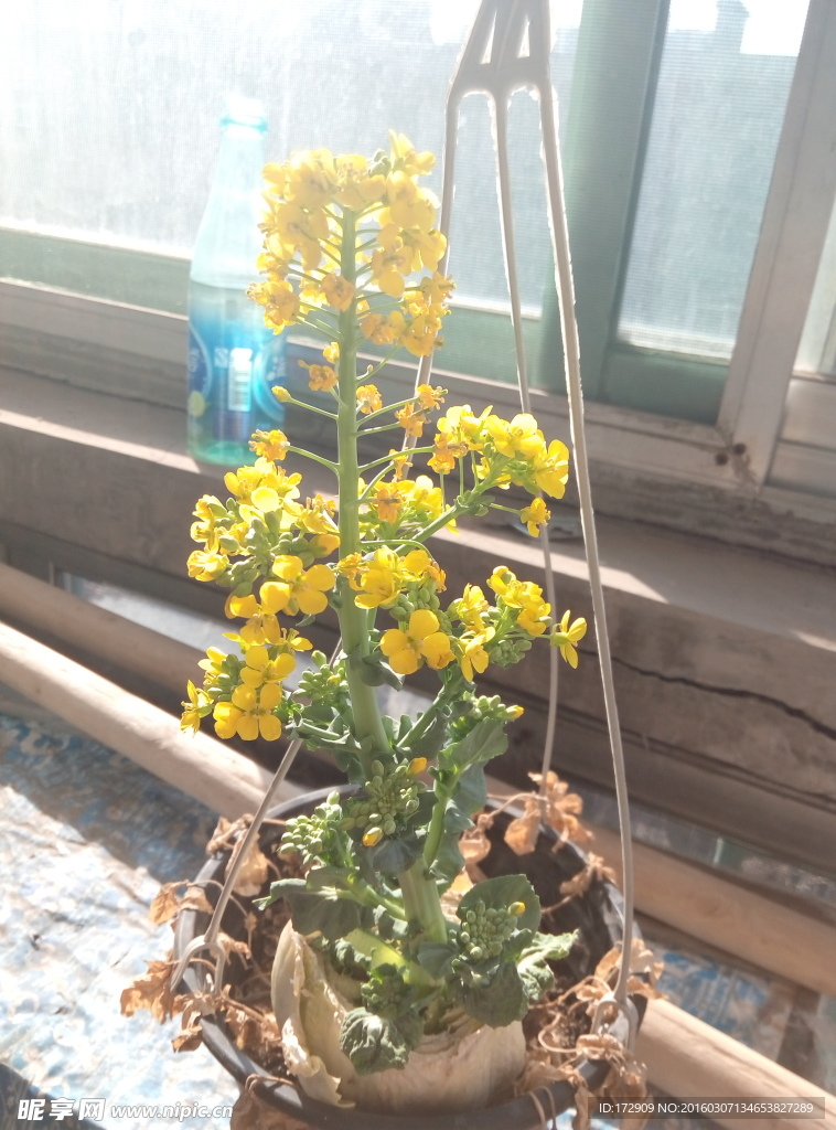 白菜花