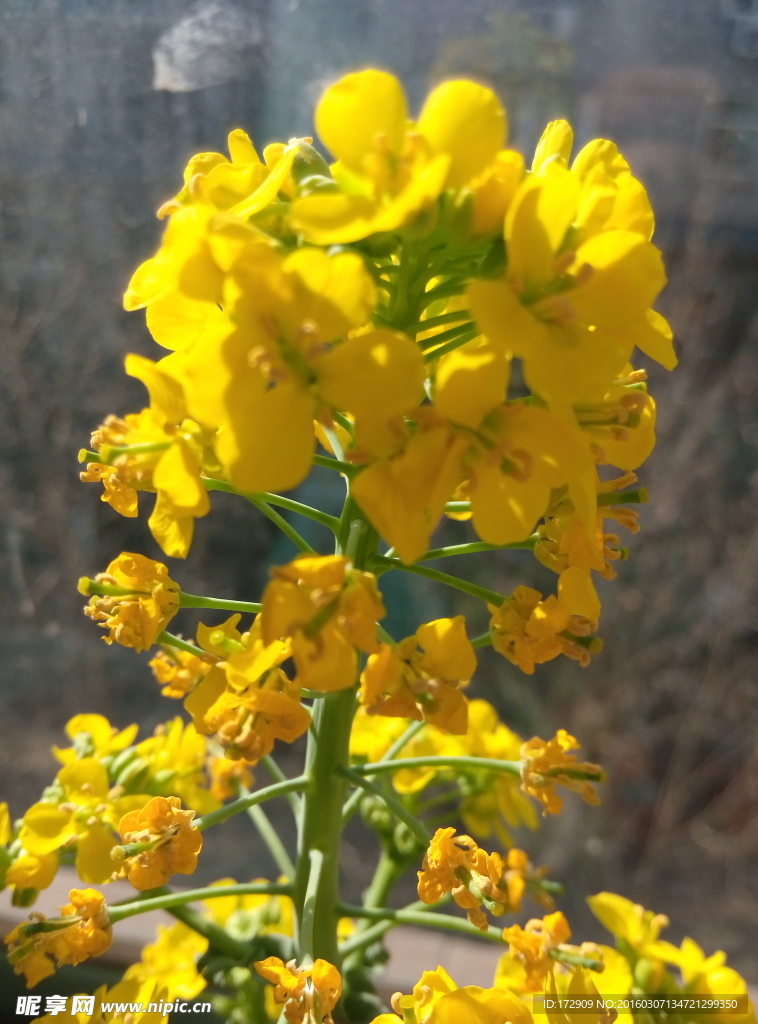 白菜花