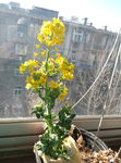 白菜花