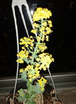 白菜花