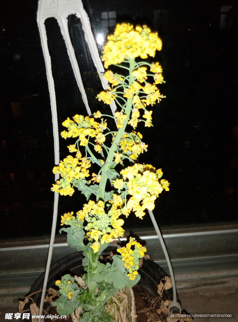 白菜花