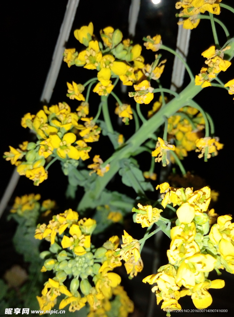 白菜花