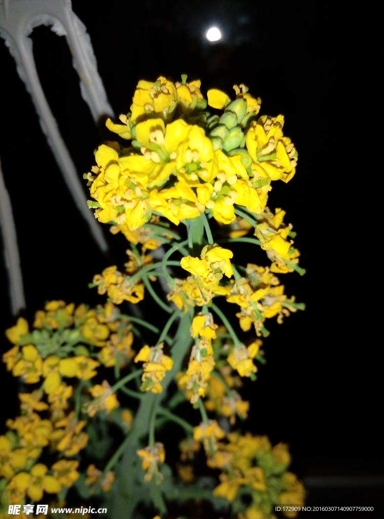 白菜花