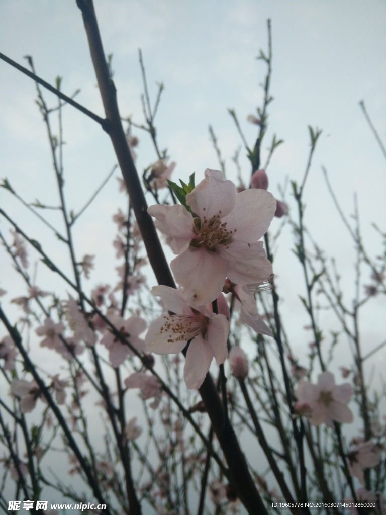 桃花
