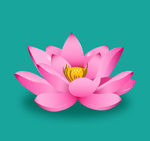 荷花 莲花