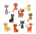 小猫 宠物猫 猫 动物 猫咪