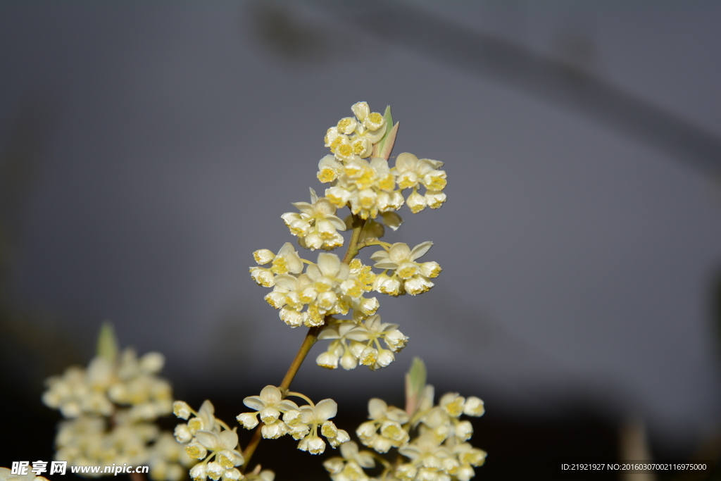 山胡椒花