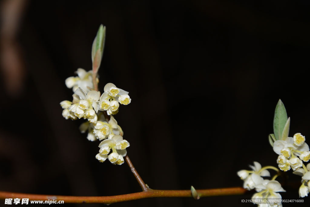 山胡椒花