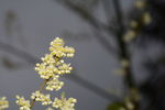 山胡椒花