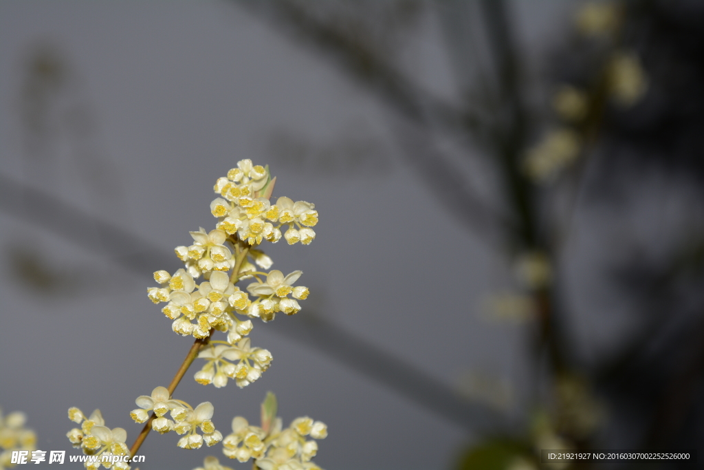 山胡椒花