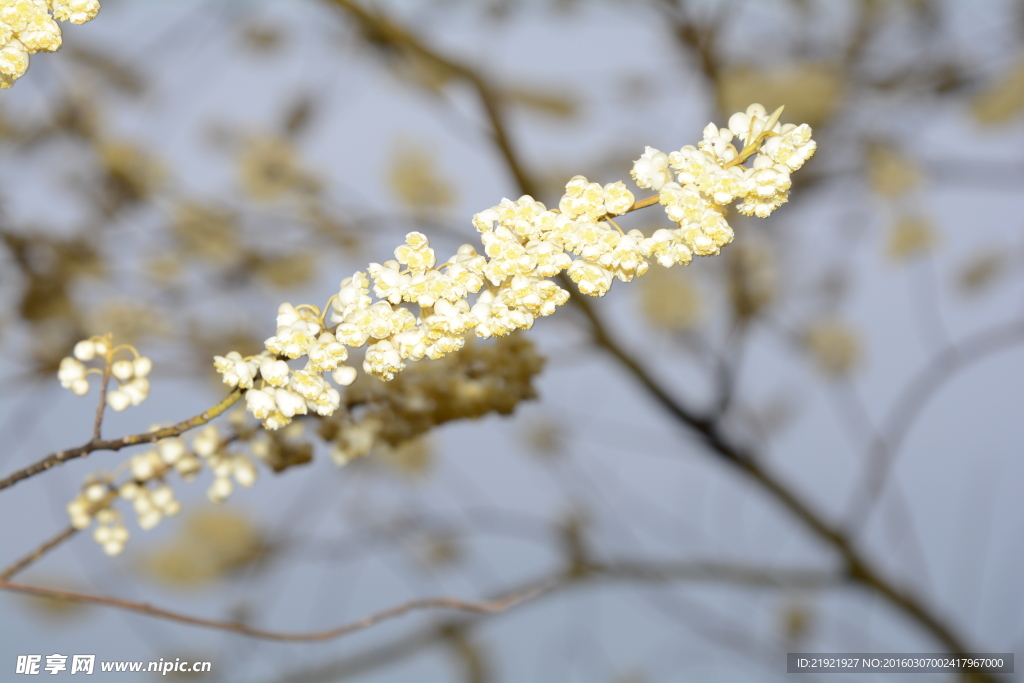 山胡椒花