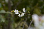 微毛樱桃花