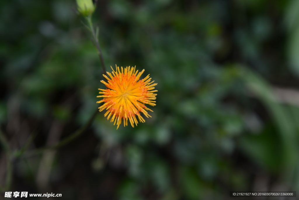 紫背菜花
