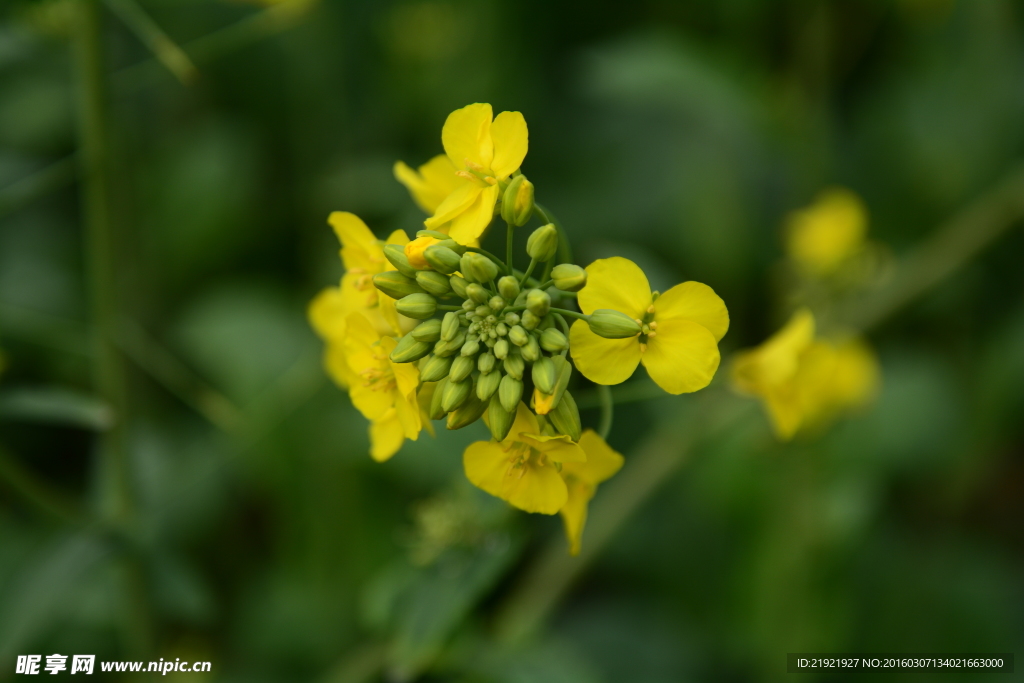 油菜花