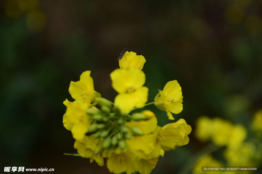 油菜花