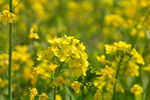油菜花