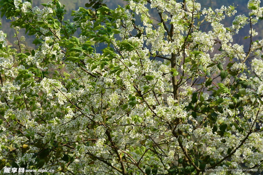 山楂花